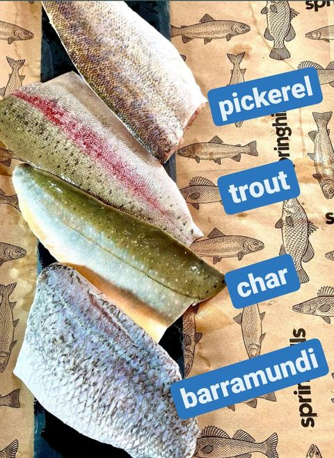 Identifying each fish - trout, char, pickerel and barramundi